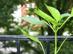 June  2004 Cicada