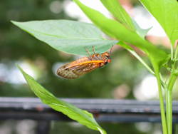 June  2004 Cicada 2