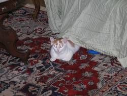 Cat 1 Oct 2004 0010