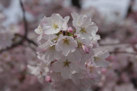 Cherry Blossoms - 3/29/08
