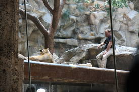 Lion Habitat at MGM