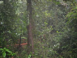 Rainforest Tour 110.jpg