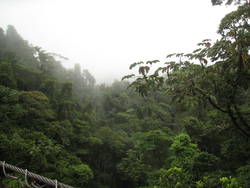 Rainforest Tour 164.jpg