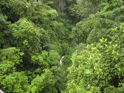 Rainforest Tour 165.jpg