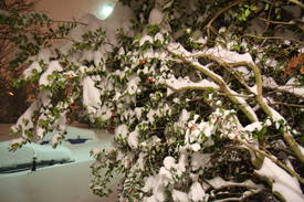Snow-pocalypse - 12/19/2009